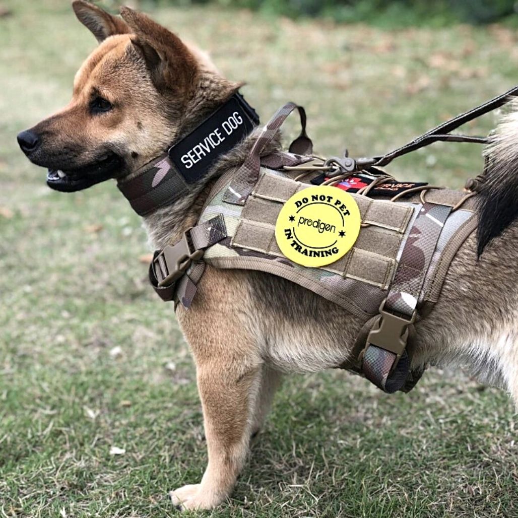 Harnais de sécurité tactique ajustable pour chiens pour un confort et une sécurité ultimes