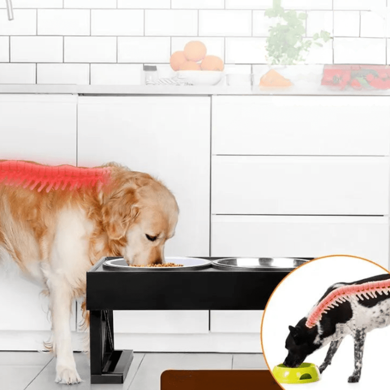 Bol surélevé confortable pour chien avec tapis antidérapant