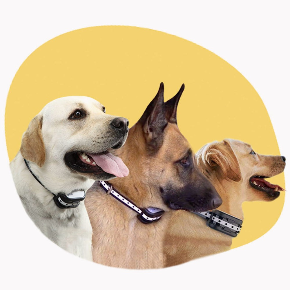 Protection optimale et confort pour les pattes de votre animal de compagnie