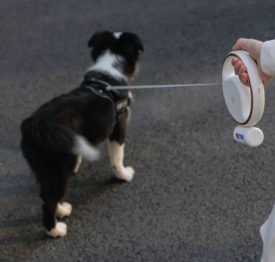 Laisse pour chien réfléchissante rechargeable USB pour commodité et sécurité