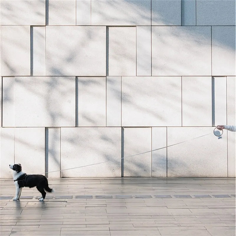 Laisse extensible pour chien pour un contrôle et une commodité ultimes