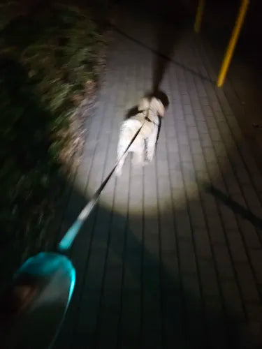 Sécurité Ultime pour Chien : Éclairage LED et Portée de 5m pour Promenade Nocturne
