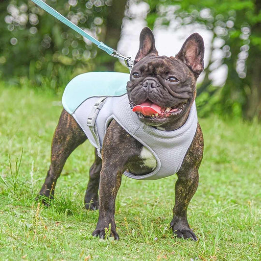 Protection rafraîchissante contre la chaleur pour chiens pendant l'été