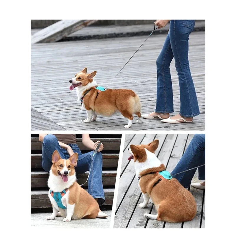 Harnais confortable pour chien avec laisse réglable et design respirant