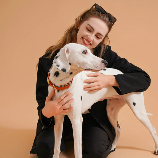 Colliers pour chiens vibrants et frais pour chaque chien aventureux