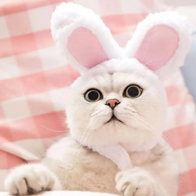 Chapeau d'hiver confortable pour animal de compagnie