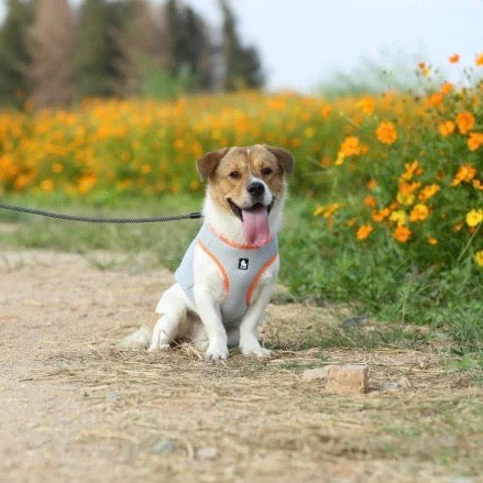 Mesure précise de la température pour le bien-être de votre animal de compagnie