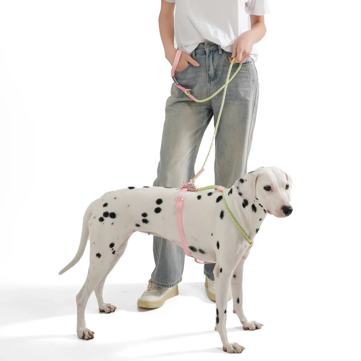 Laisse pour chien en nylon tressé à la main WebTrek Luxe pour confort et durabilité