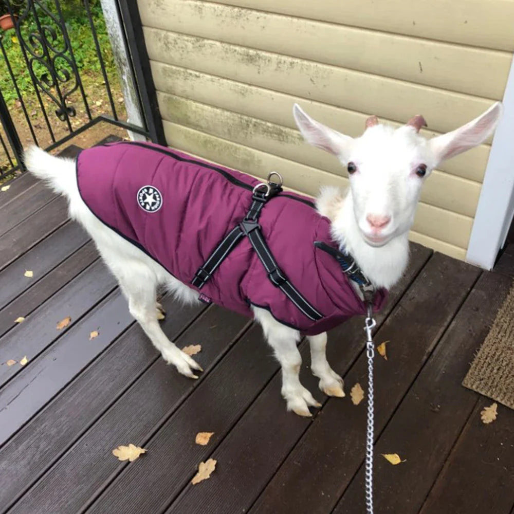 Manteau chaud et protecteur pour chien pour les jours froids