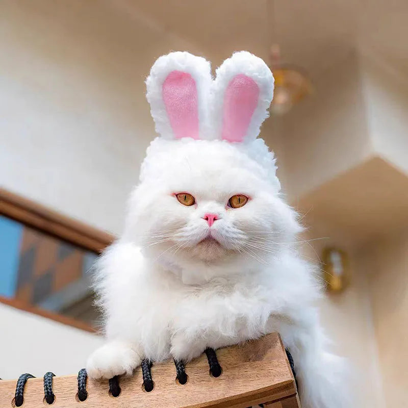 Chapeau d'hiver confortable pour animal de compagnie