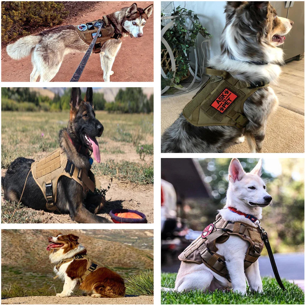 Harnais tactique confortable pour chien avec laisse pour une promenade sûre et élégante