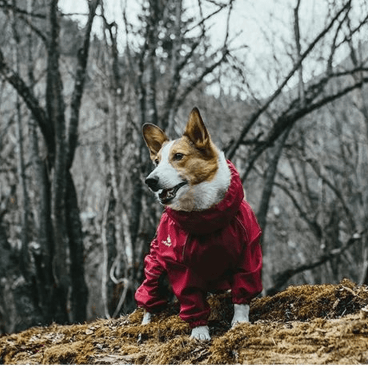 Protection ultime pour des aventures passionnantes avec les animaux de compagnie