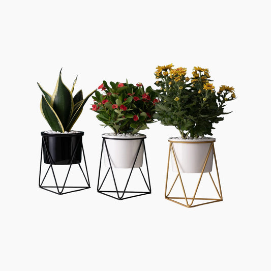 Pot en céramique élégant avec support en fer - Planteur moderne pour plantes aériennes et succulentes