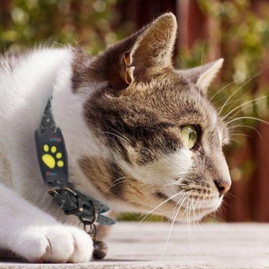 Système de suivi GPS pour chats avec suivi en direct et mises à jour en temps réel