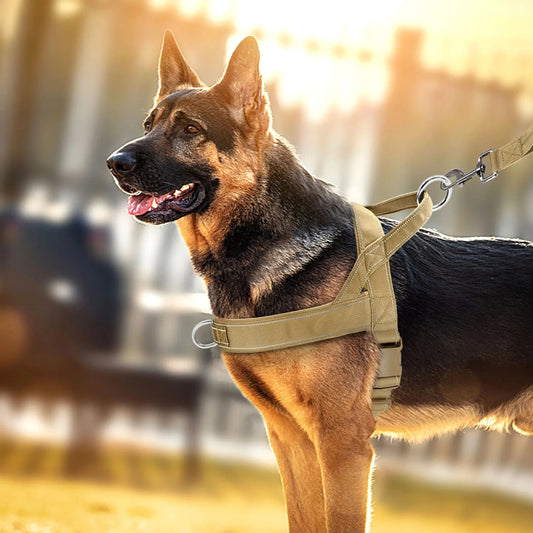 Harnais d'entraînement en nylon confortable pour petits et moyens chiens