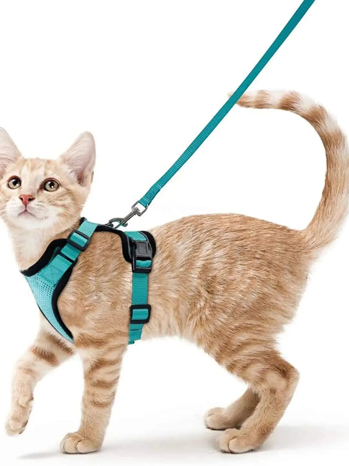 Harnais de marche confortable et sûr pour chats