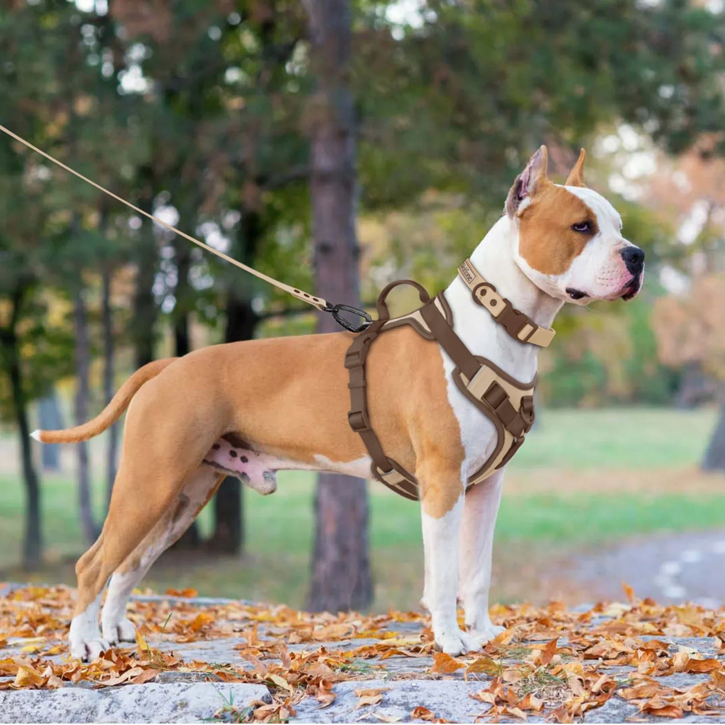 Harnais pour chien réglable de luxe pour petites et grandes races