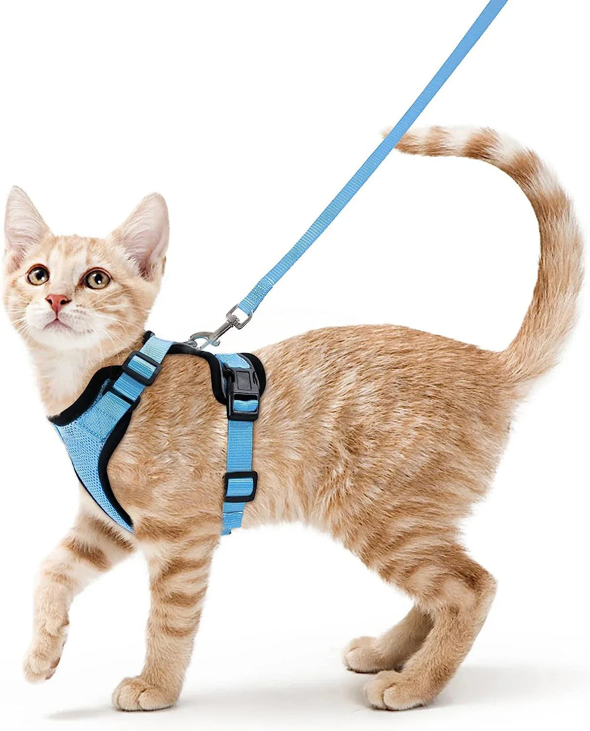 Harnais de marche confortable et sûr pour chats