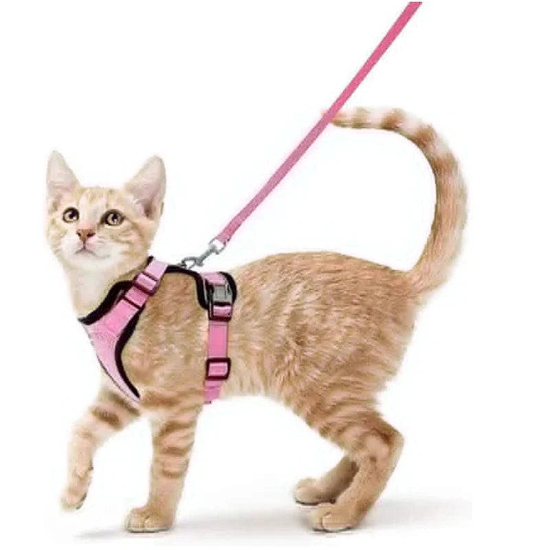 Harnais de marche confortable et sûr pour chats