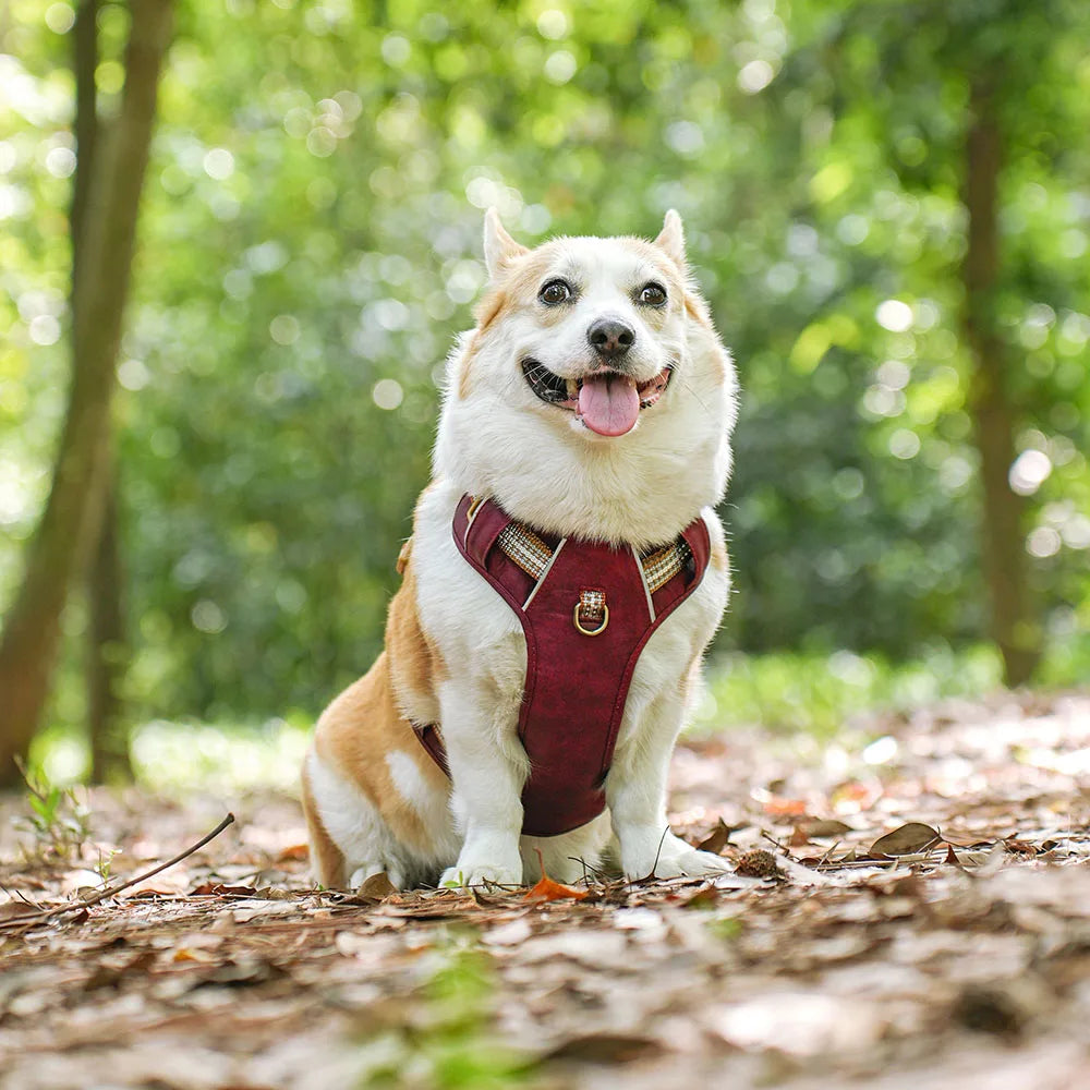 Harnais d'entraînement en nylon respirant pour chiens - Confortable et respirant pour un meilleur contrôle