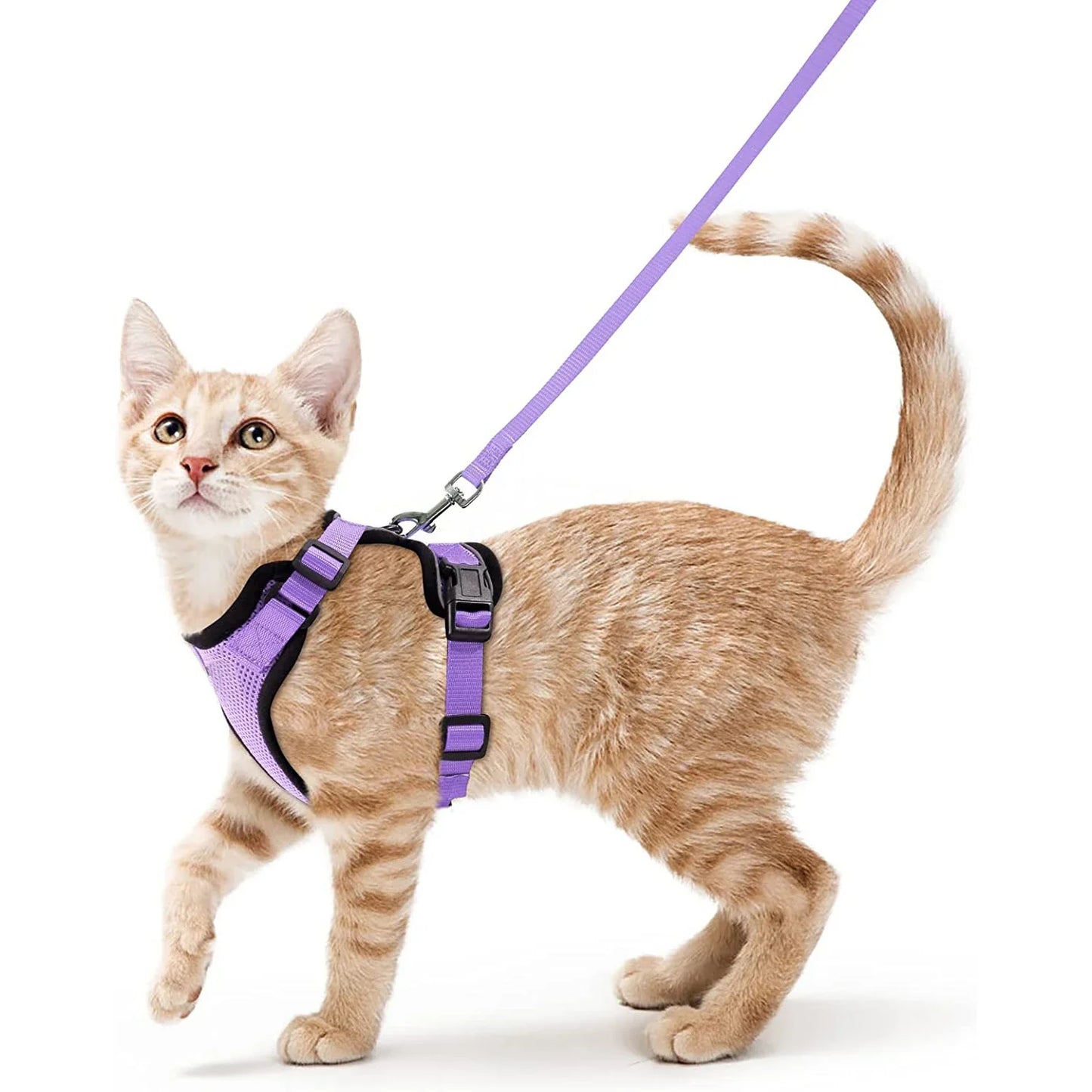 Harnais de marche confortable et sûr pour chats