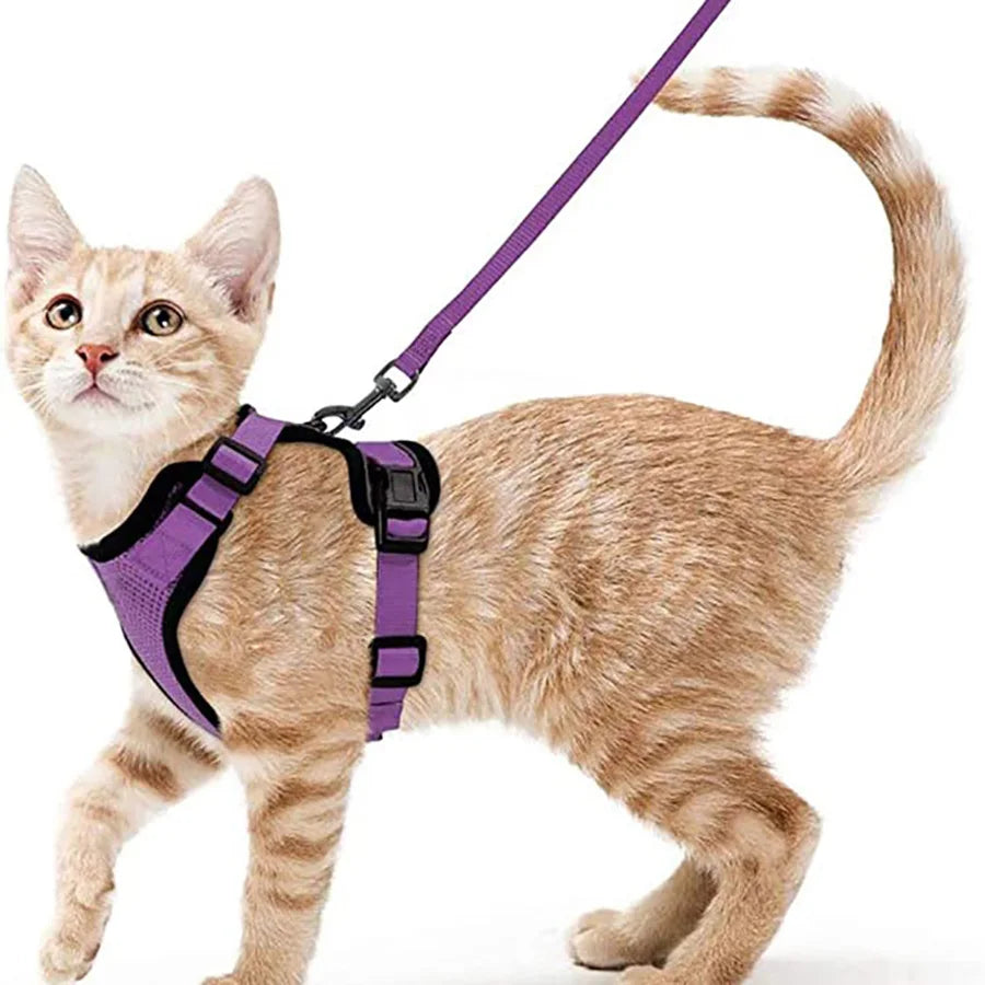 Harnais de marche confortable et sûr pour chats