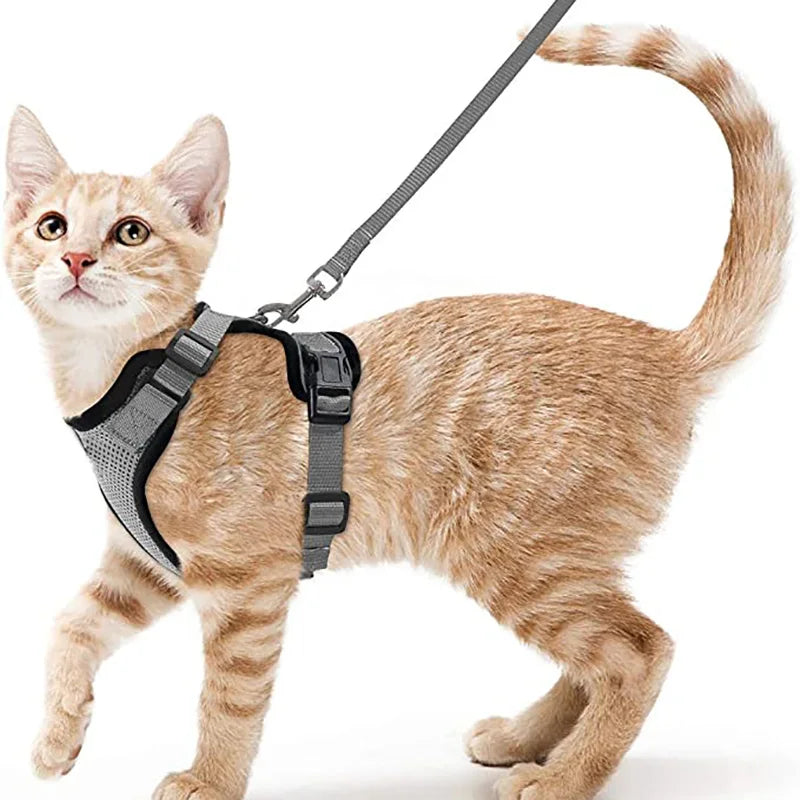 Harnais de marche confortable et sûr pour chats