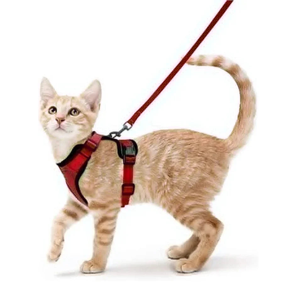 Harnais de marche confortable et sûr pour chats