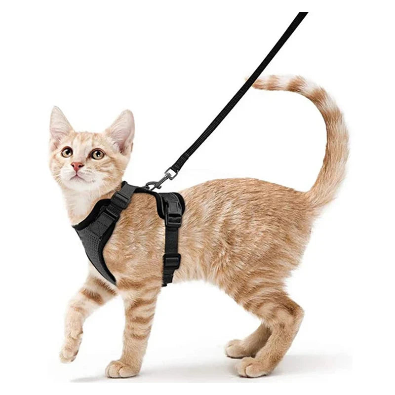 Harnais de marche confortable et sûr pour chats