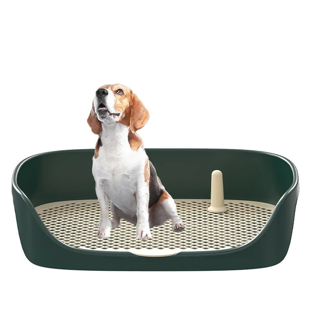 Apprenez la propreté à votre chien